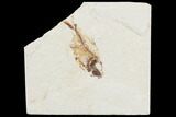 Bargain, Cretaceous Fossil Fish (Armigatus) - Lebanon #102559-1